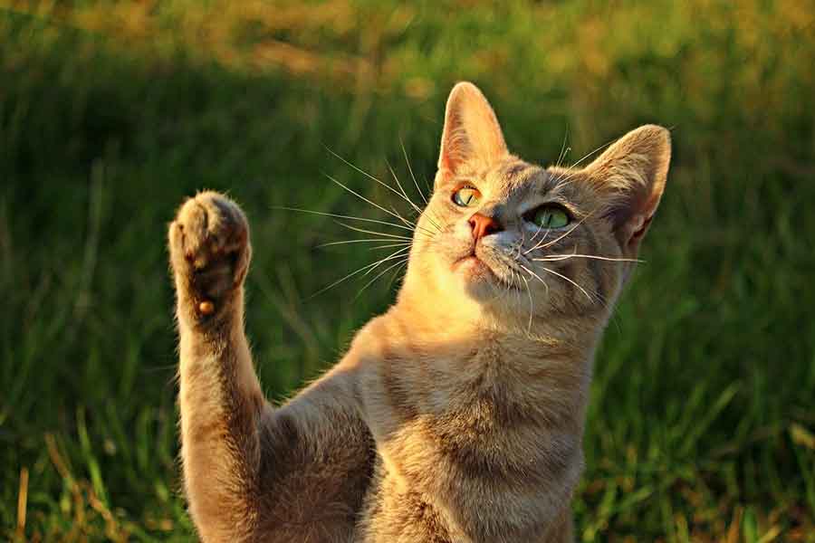 amazing facts about cats