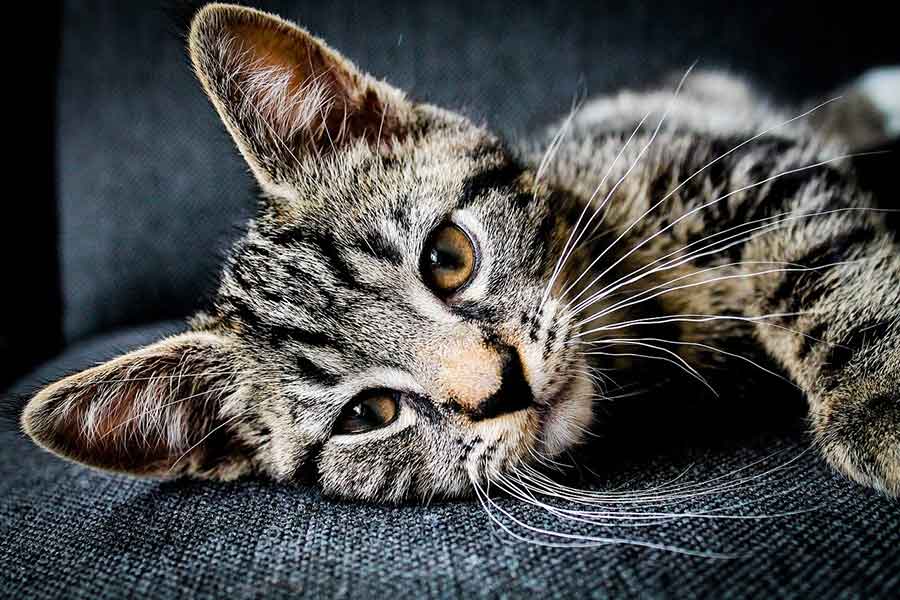 amazing facts about cat