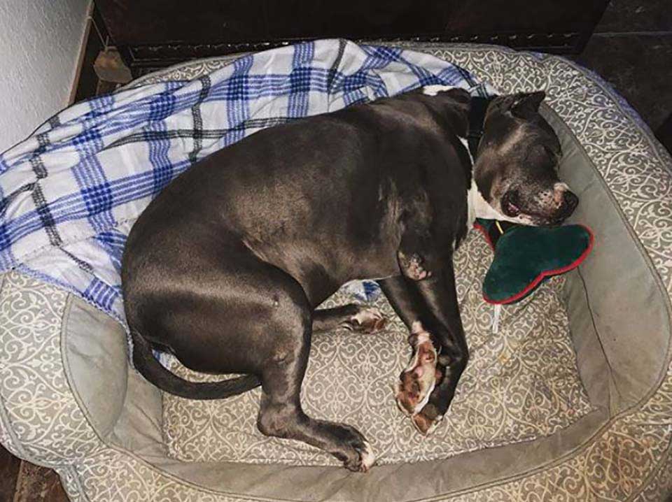 Adopted dog sleeps new home