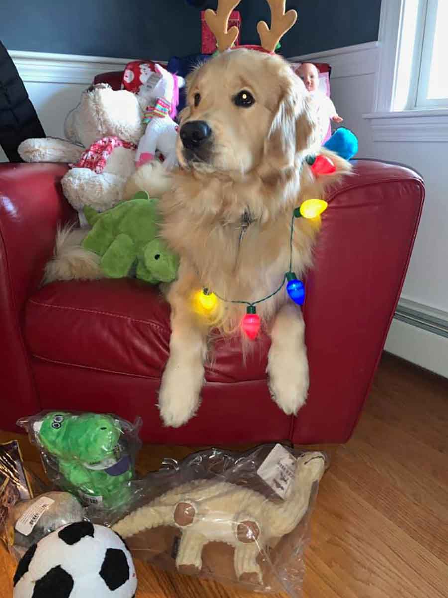 Ben Franklin golden retriever police dog caught stealing donations toys 