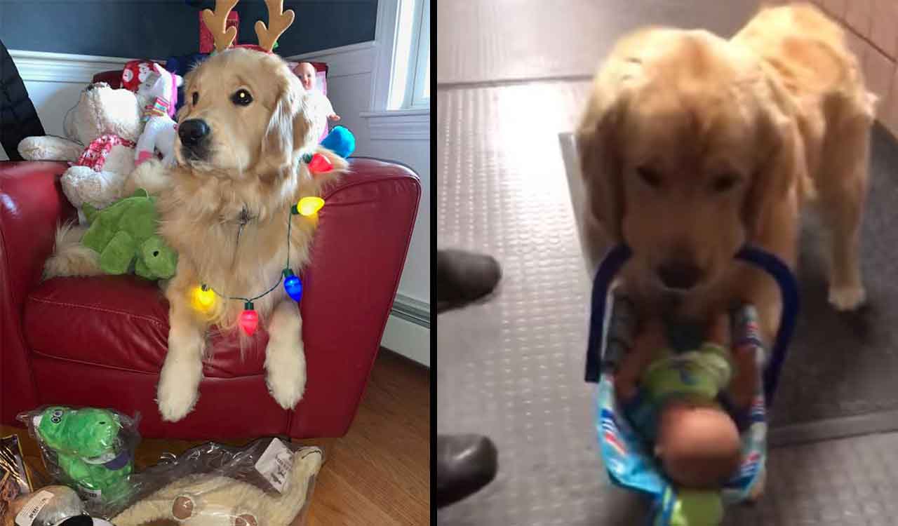 Ben Franklin golden retriever police dog caught stealing donations toys