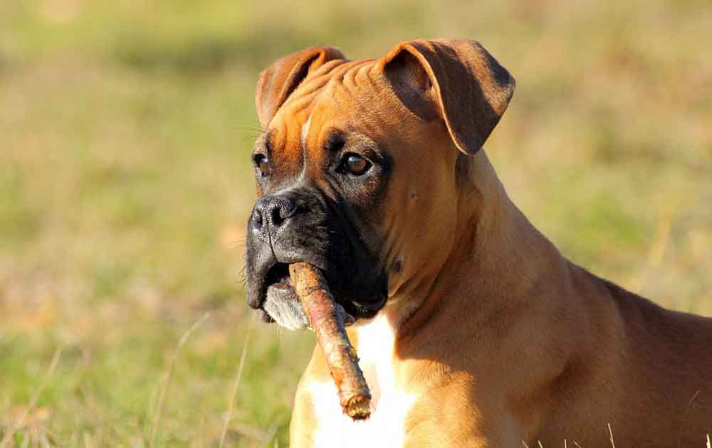 German Boxer Information & Dog Breed Facts Pets Feed