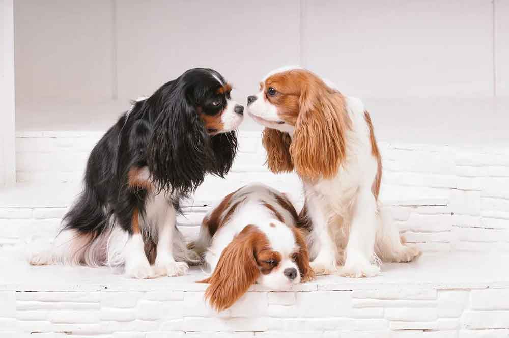 Cavalier King Charles Spaniel Information & Dog Breed