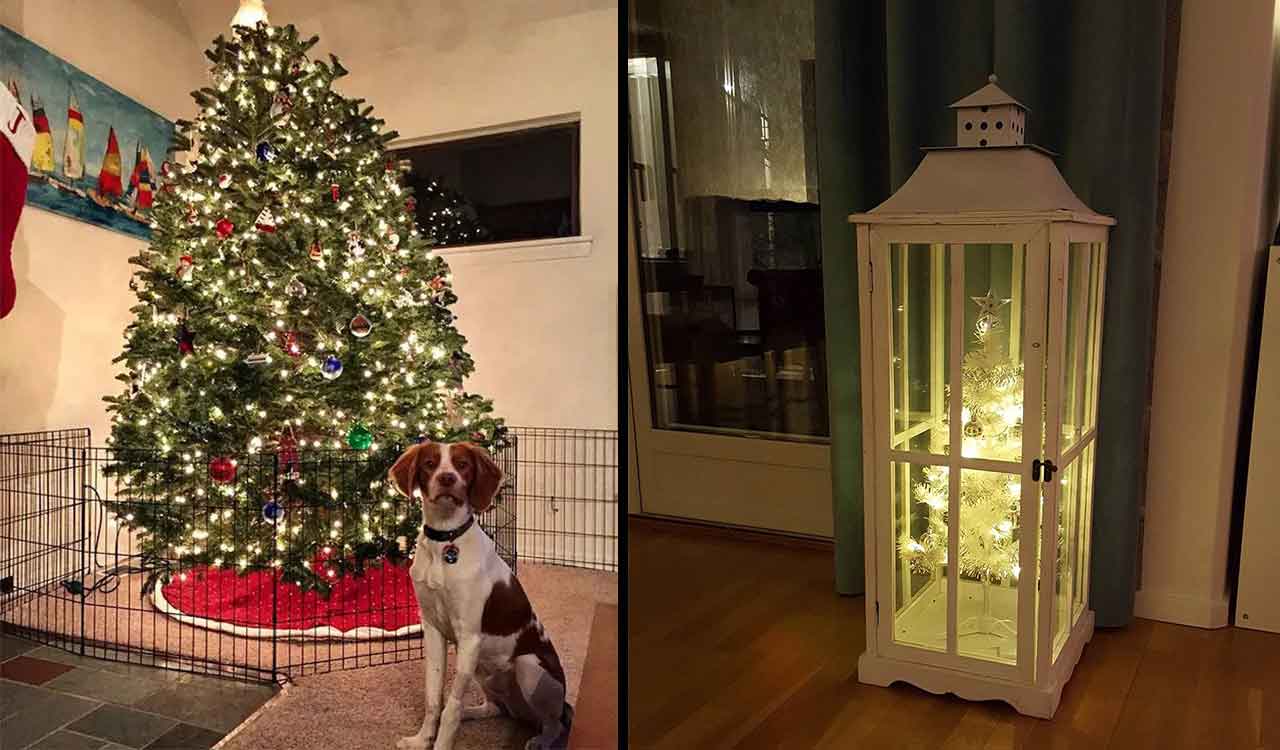 geniuses protect Christmas tree cats dogs