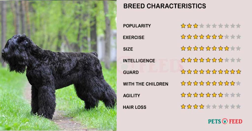 Dog-characteristics-Black-Russian-Terrier