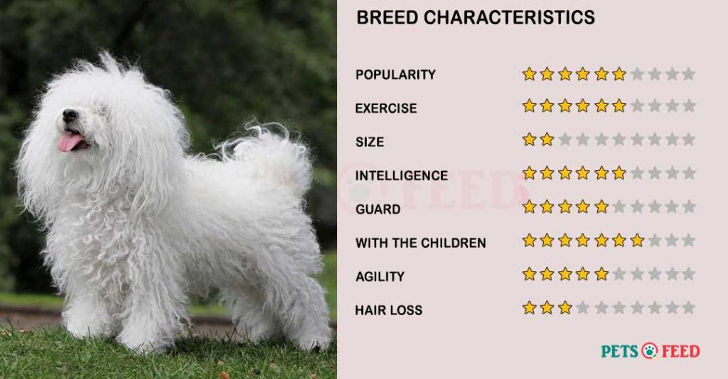 Dog-characteristics-Bolognese