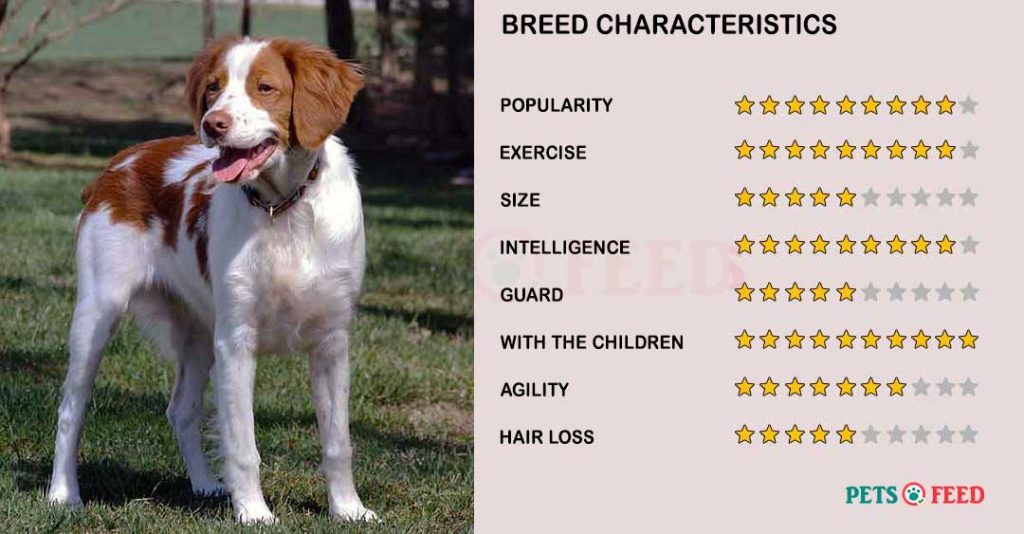 Dog-characteristics-Brittany-Spaniel