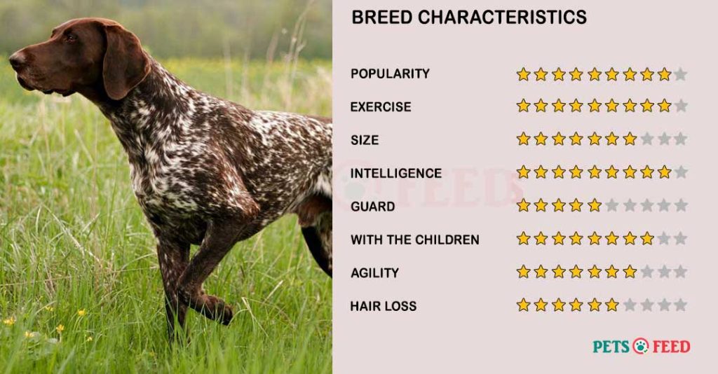 Dog-characteristics-German-Shorthaired-Pointer
