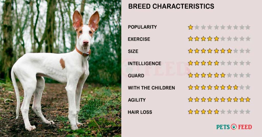Dog-characteristics-Ibizan-Hound