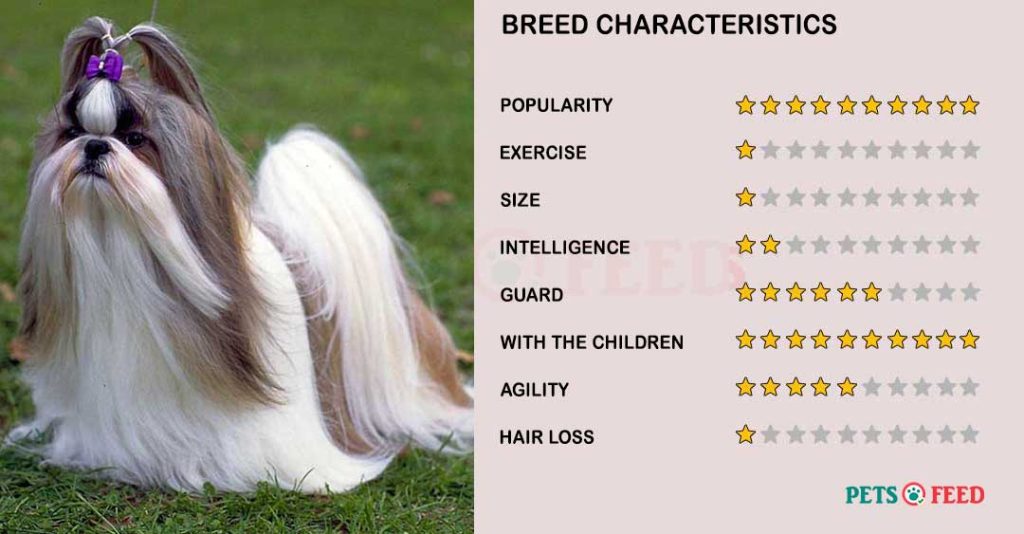 Dog-characteristics-Shih-Tzu