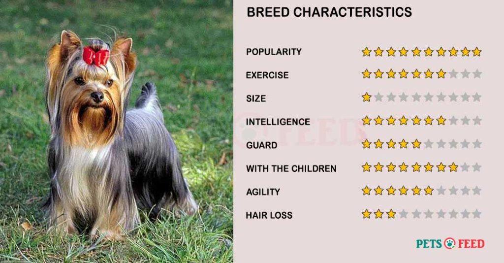 Dog-characteristics-Yorkshire-Terrier