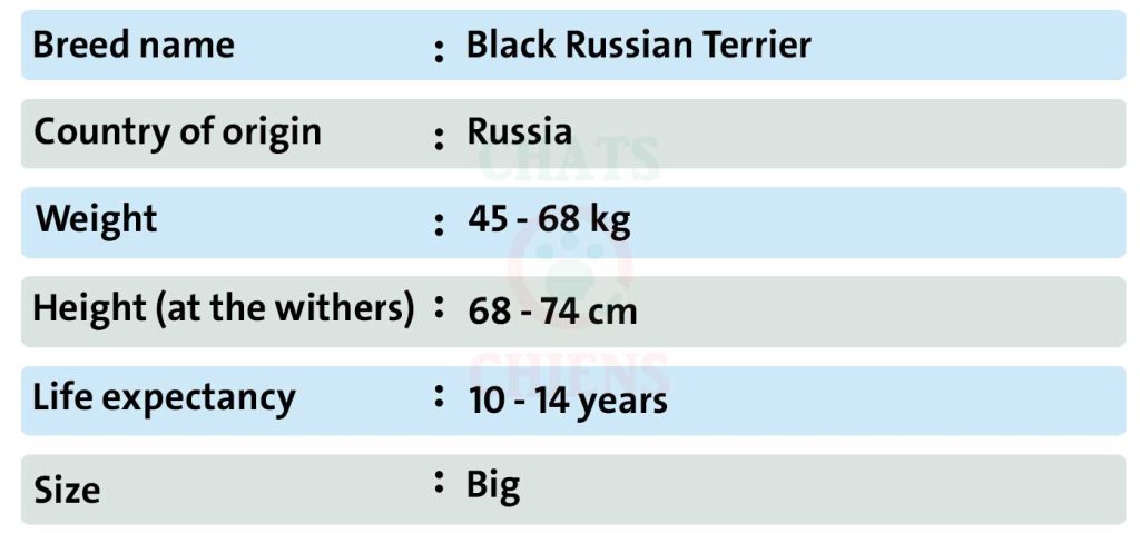 Dog sheet Black Russian Terrier