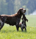 pointer dogs