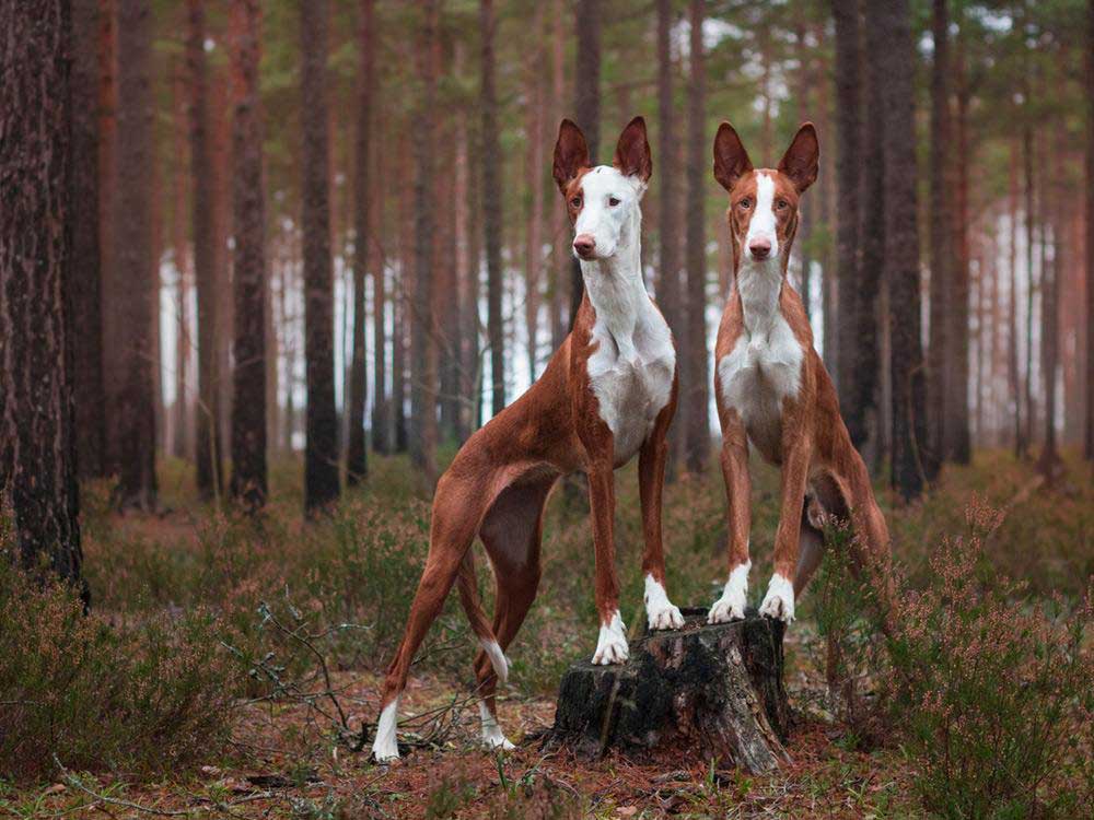 Ibizan Hound | Information & Dog Breed Facts | Pets Feed