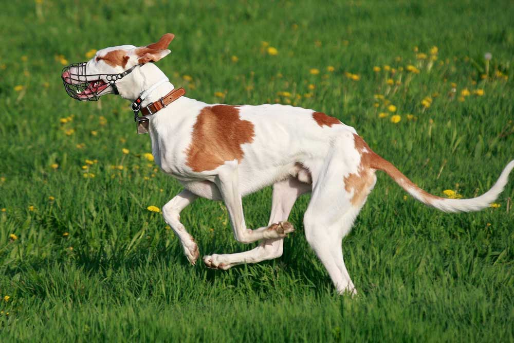 Ibizan Hound | Information & Dog Breed Facts | Pets Feed