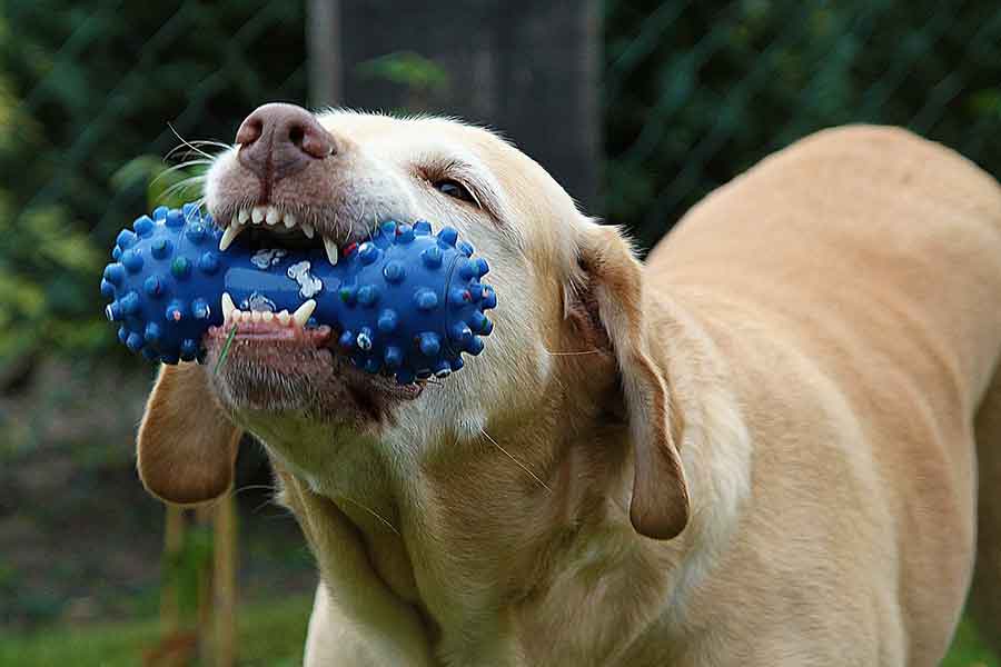 Destructive chewing dog