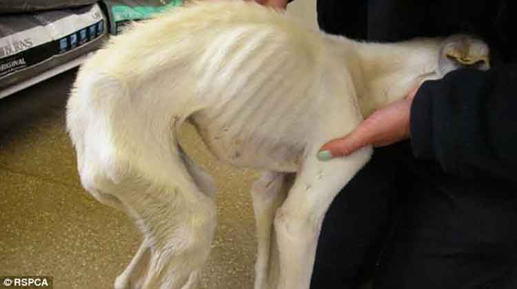 Rachel Butler Chris Mallett william RSPCA greyhound saluki crossbreed dog saved Coventry