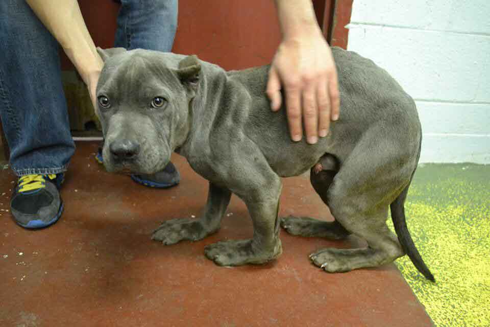 Second Chance Rescue NYC Dogs Gargoyle Landis pitbull cage Deformed 
