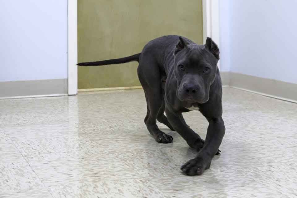 Second Chance Rescue NYC Dogs Gargoyle Landis pitbull cage Deformed 