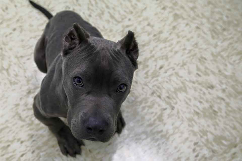 Second Chance Rescue NYC Dogs Gargoyle Landis pitbull cage Deformed 