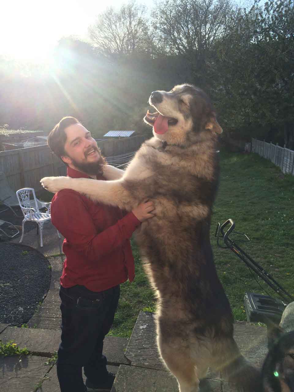 big huge dogs 