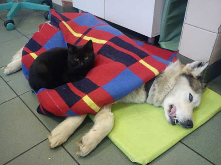 cat nurse veterinarian shelter animals Radamenes poland 