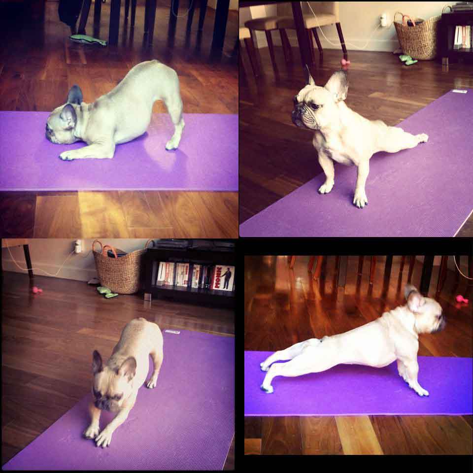 dog yoga funny 