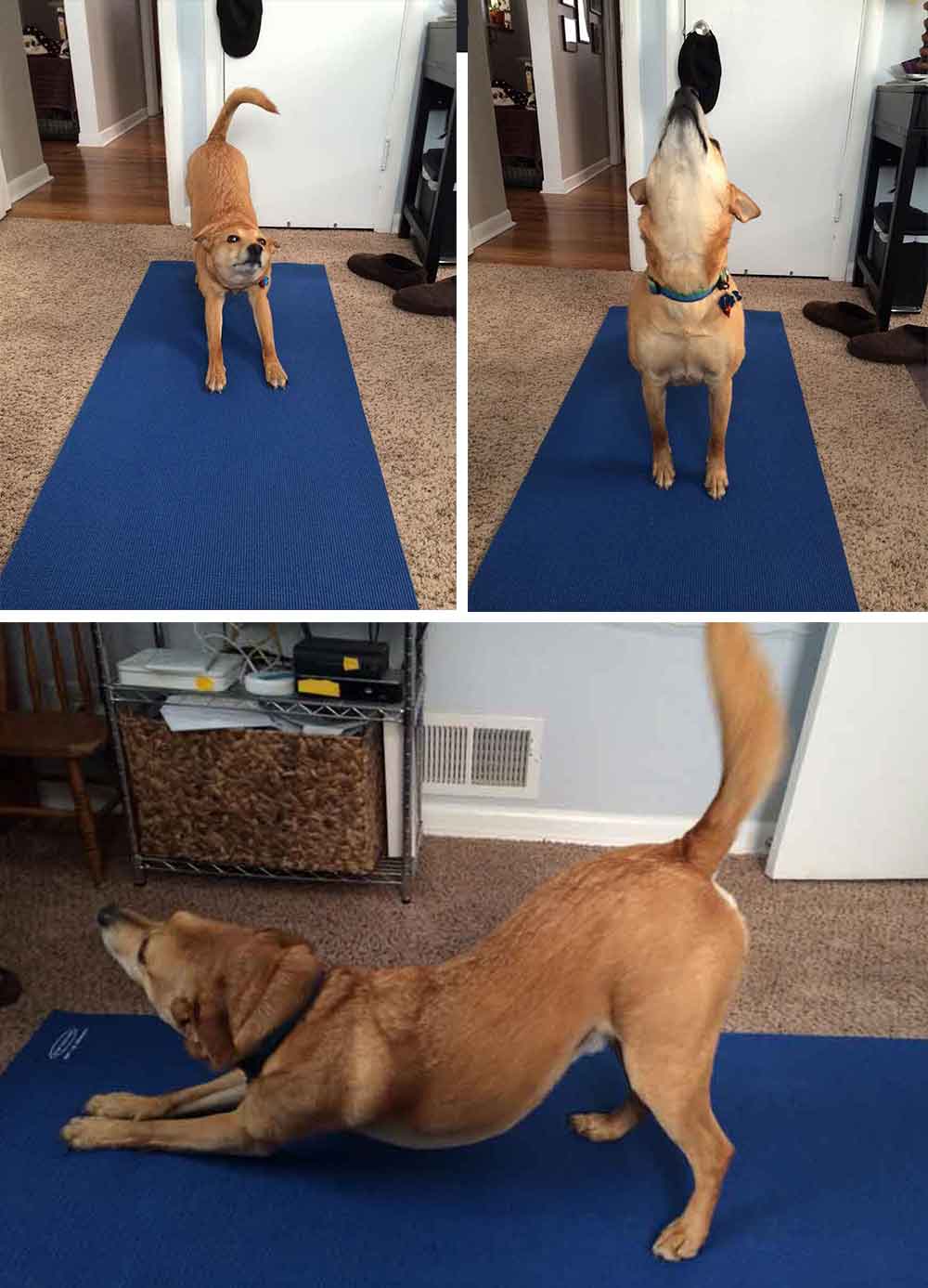 dog yoga funny 