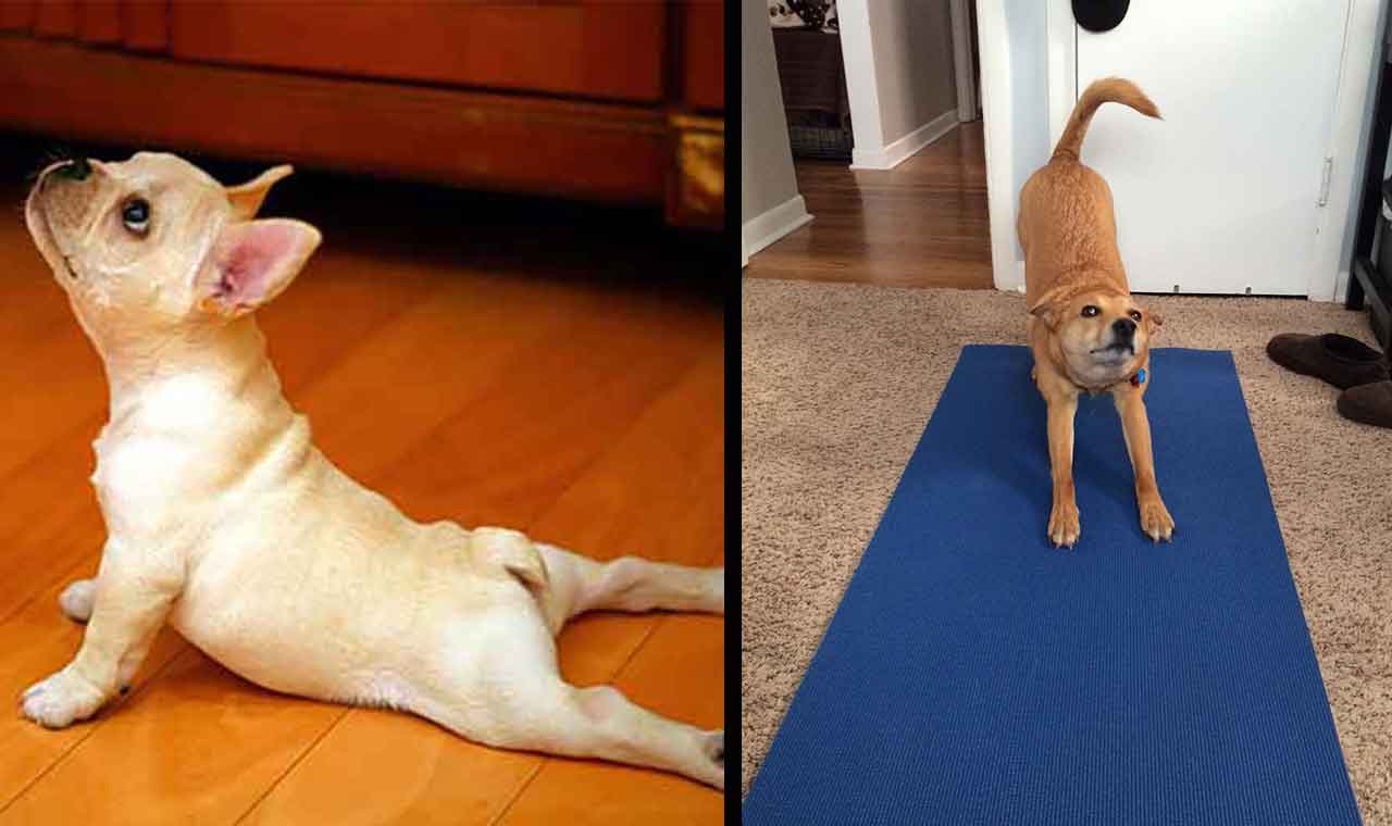 dog yoga funny