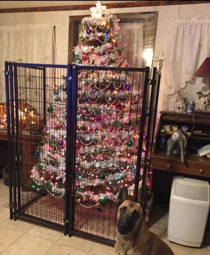 geniuses protect Christmas tree cats dogs 