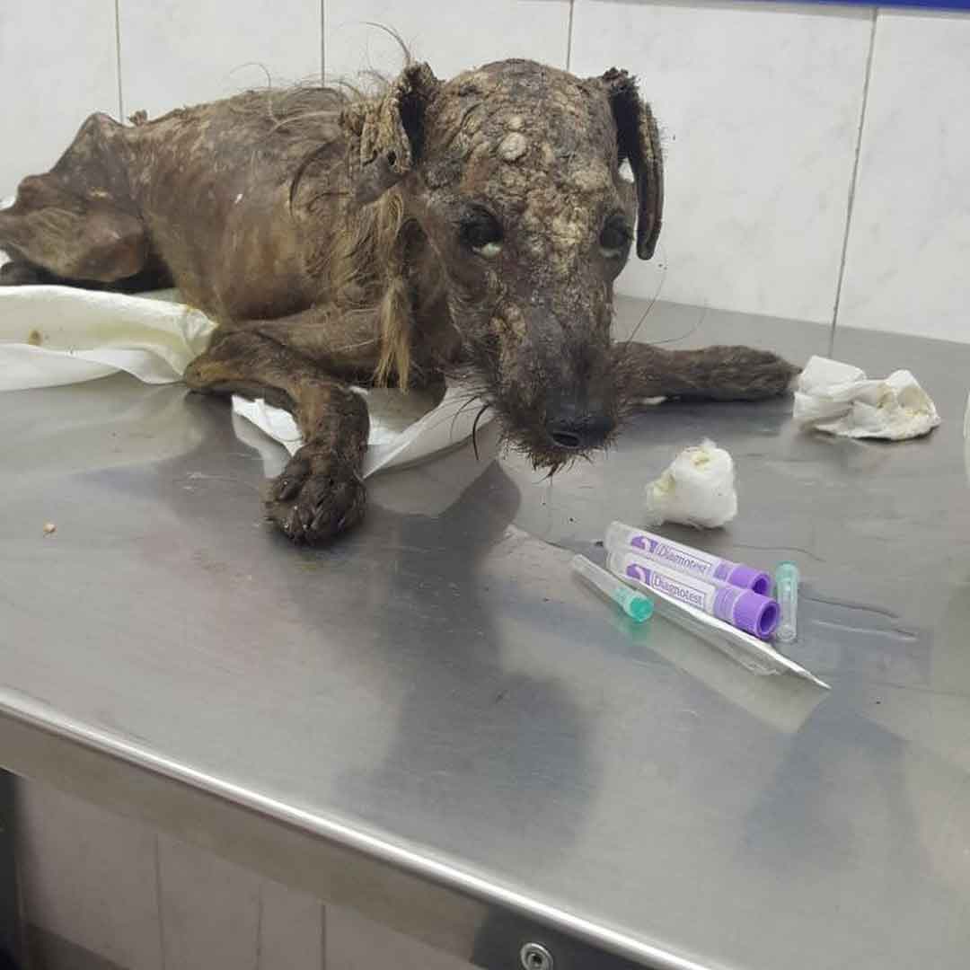 Hercules Pia Rescue Street Dog argentina
