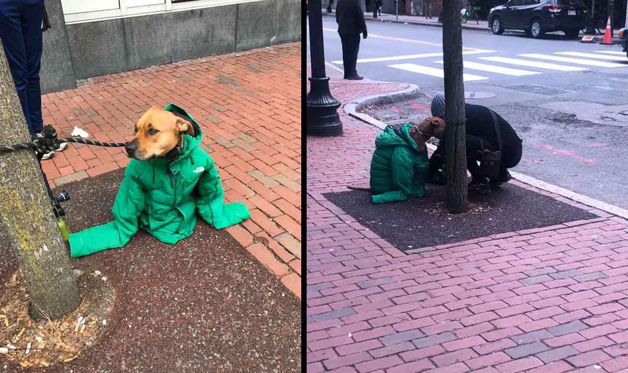woman puts jacket cover dog from cold Kristina Hollie