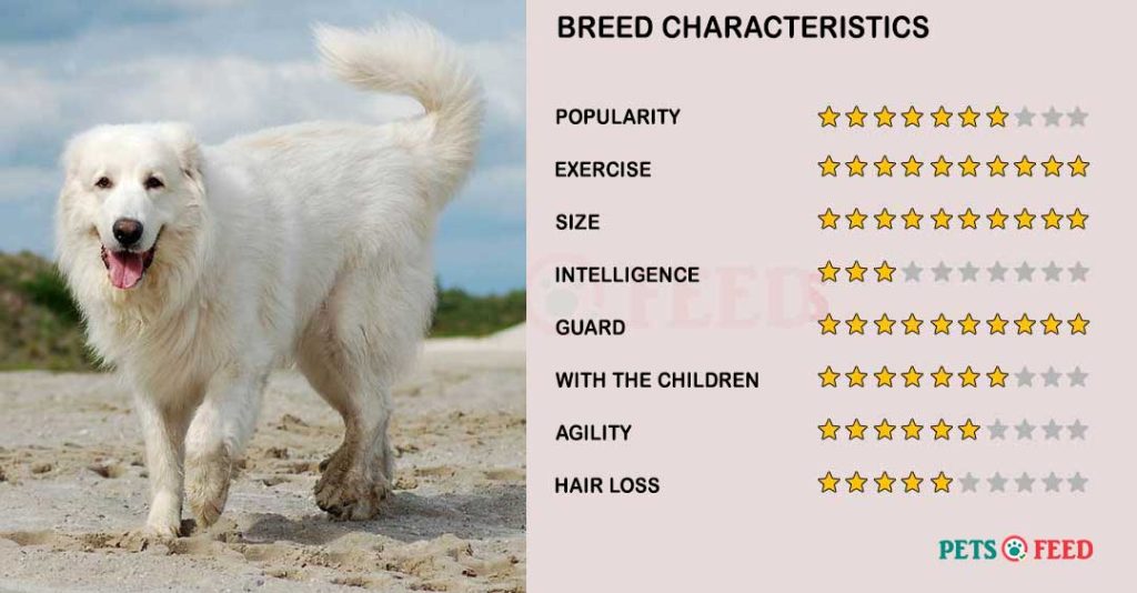 Dog-characteristics-Great-Pyrenees-Dog