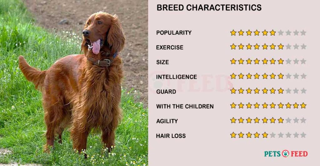 Dog-characteristics-Irish-Setter