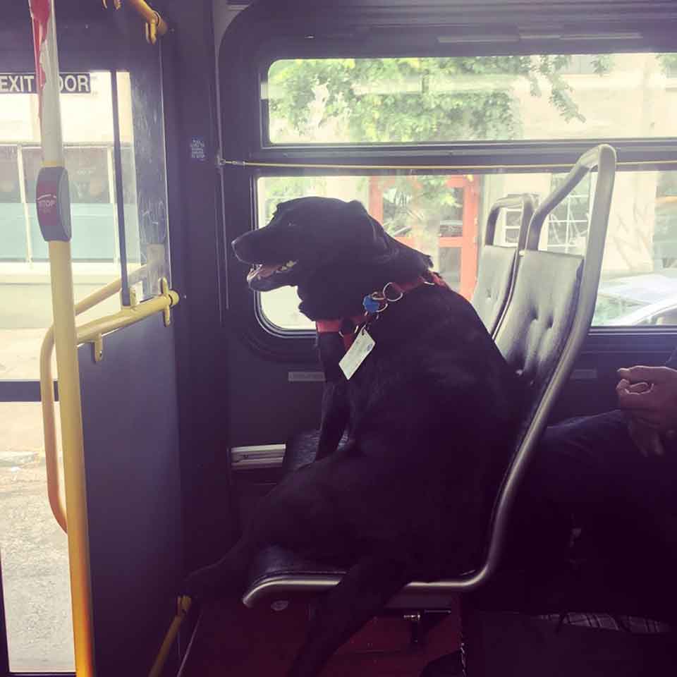 Eclipse Jeff Youngblack dog Bus alone Park Belltown 