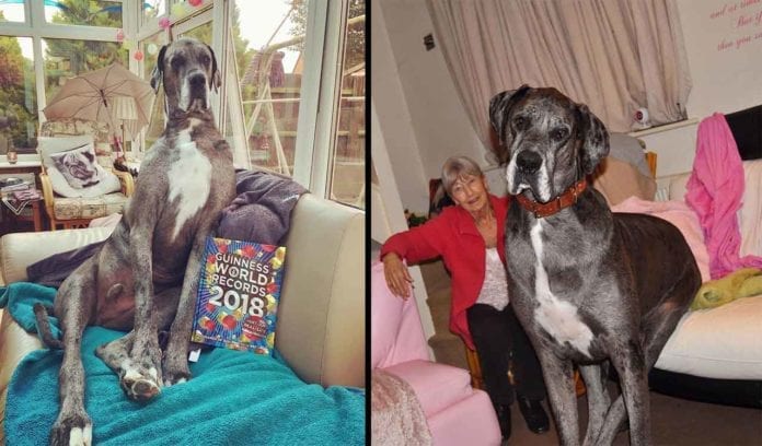 Freddy the biggest dog in the world Guinness World Records