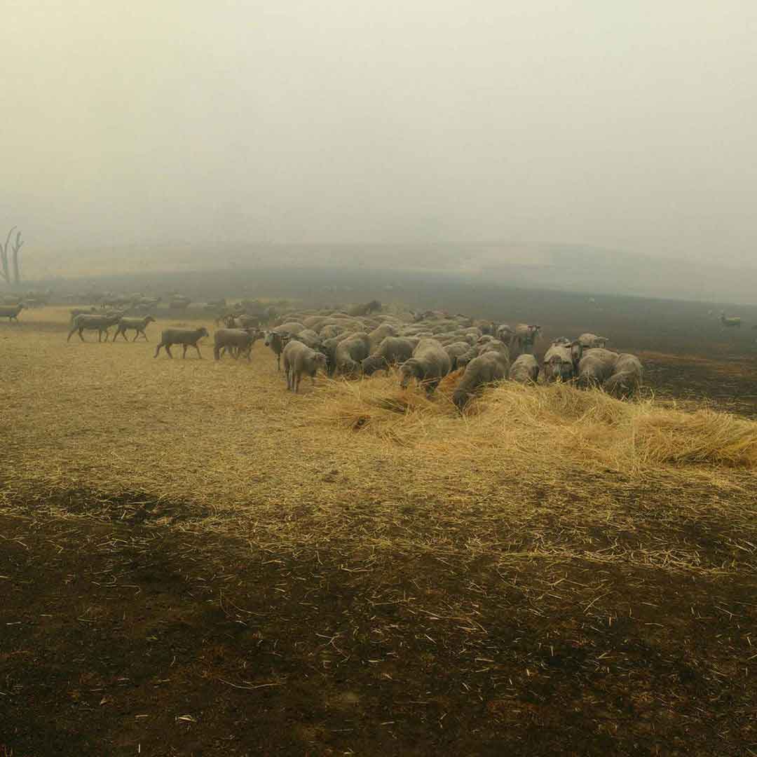 Fires australia brave heroic border collie dog saves herd flock sheep