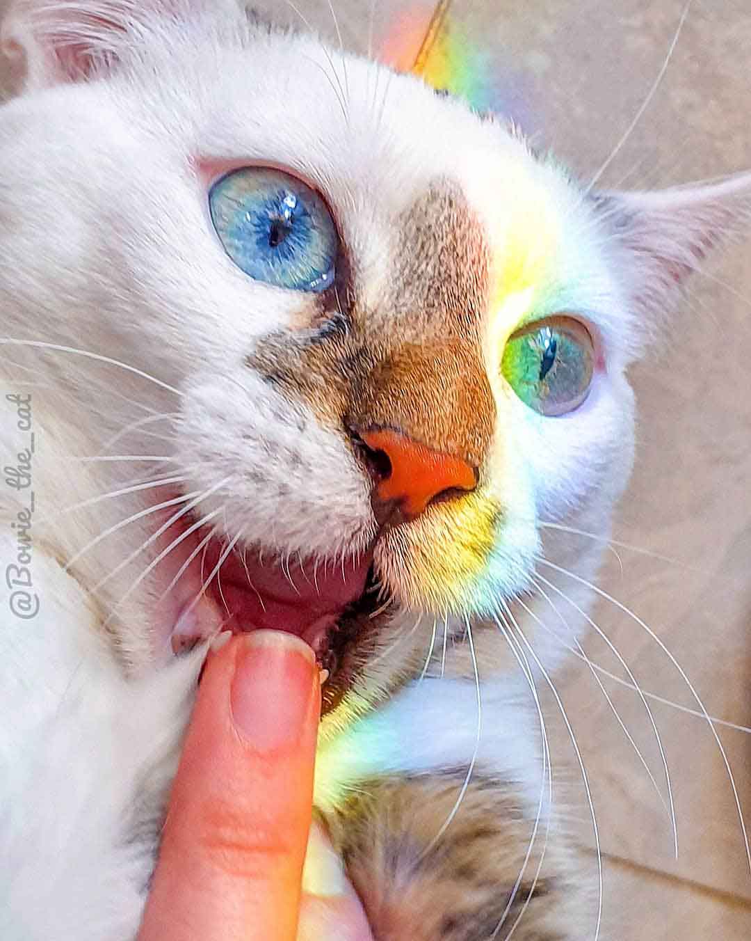 Maria Lloret David Bowie cat eye colors