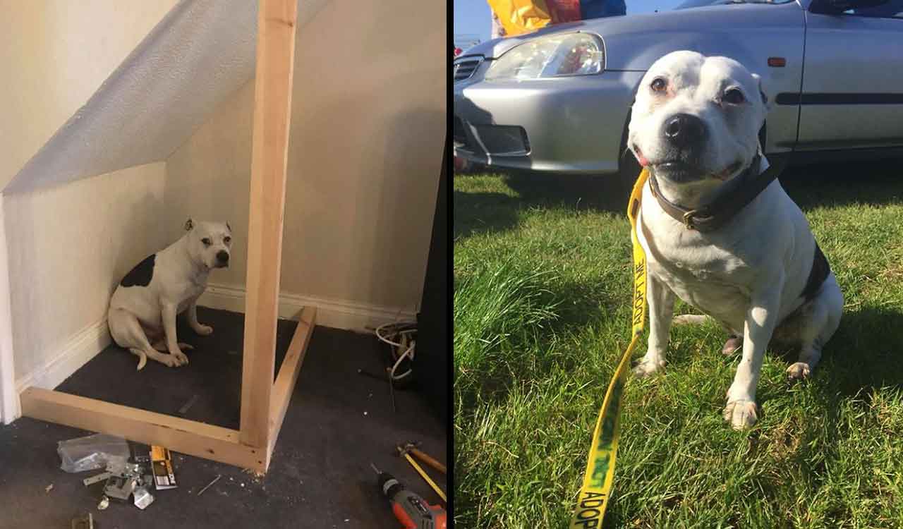 Owner dog corner build Buster Staffordshire Bull Terrier Sean Farrell boudoir