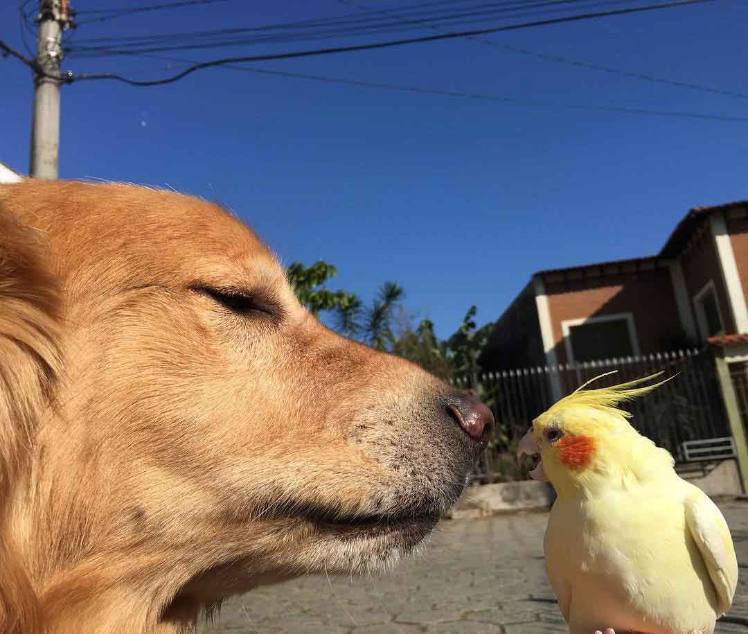 animal friendship bob dog birds hamster golden retriever