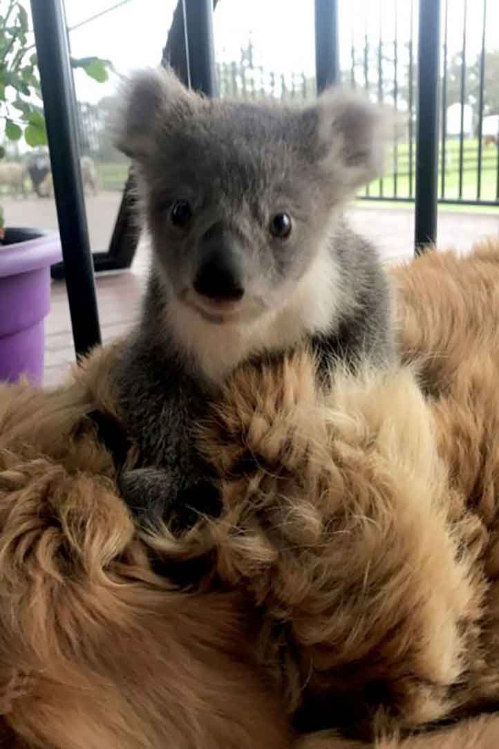 asha golden retriever koala saves australia