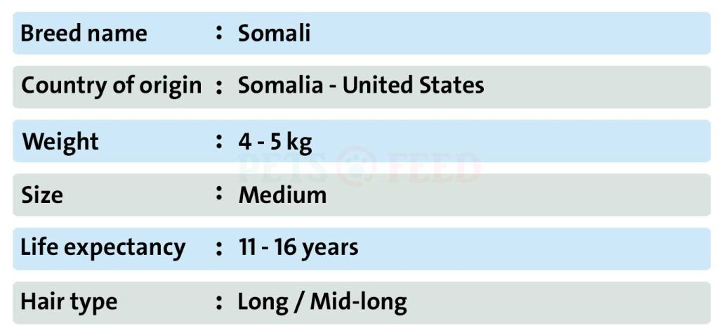 Cats-sheet-Somali