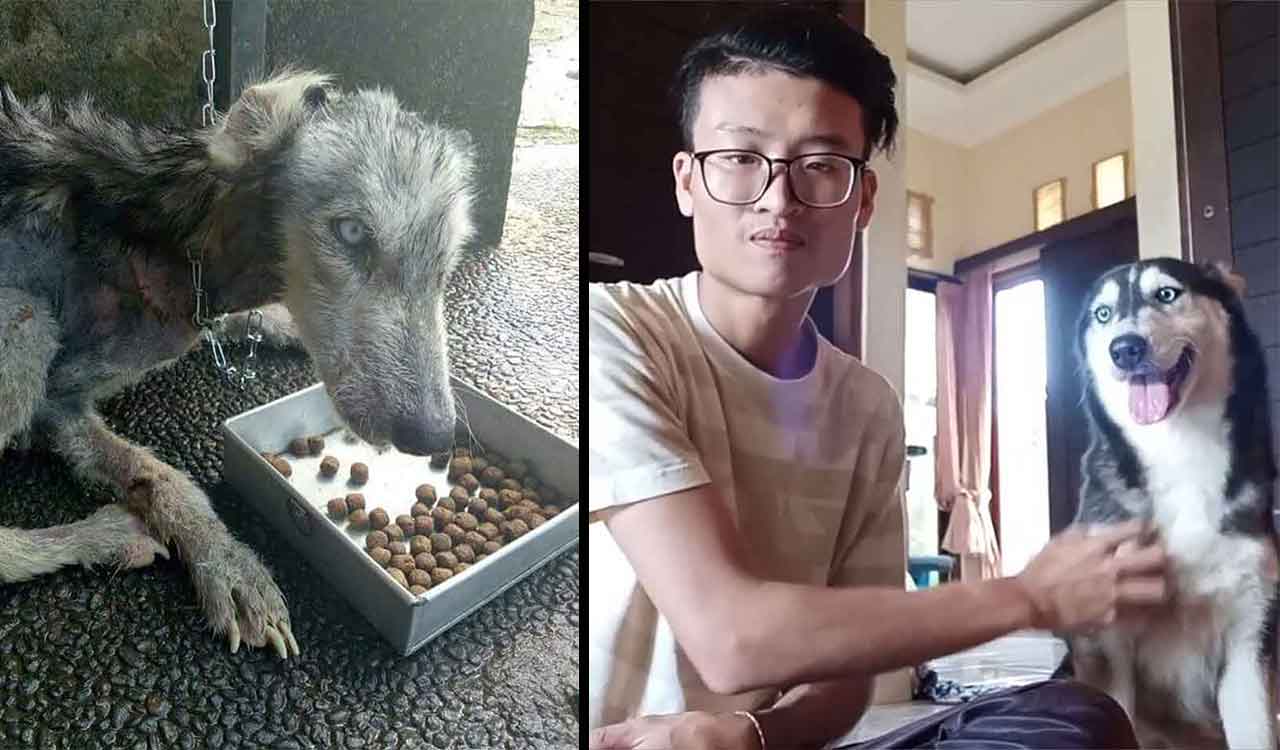 Husky Dog Hope Malnourished Like Skeleton Rico Soegiarto transformation