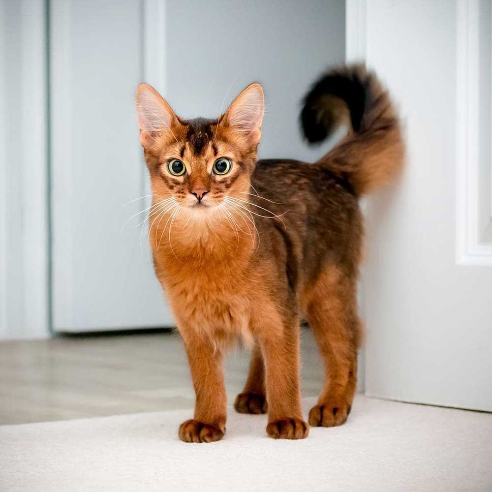 Somali cat | Information & Cat Breed Facts | Pets Feed