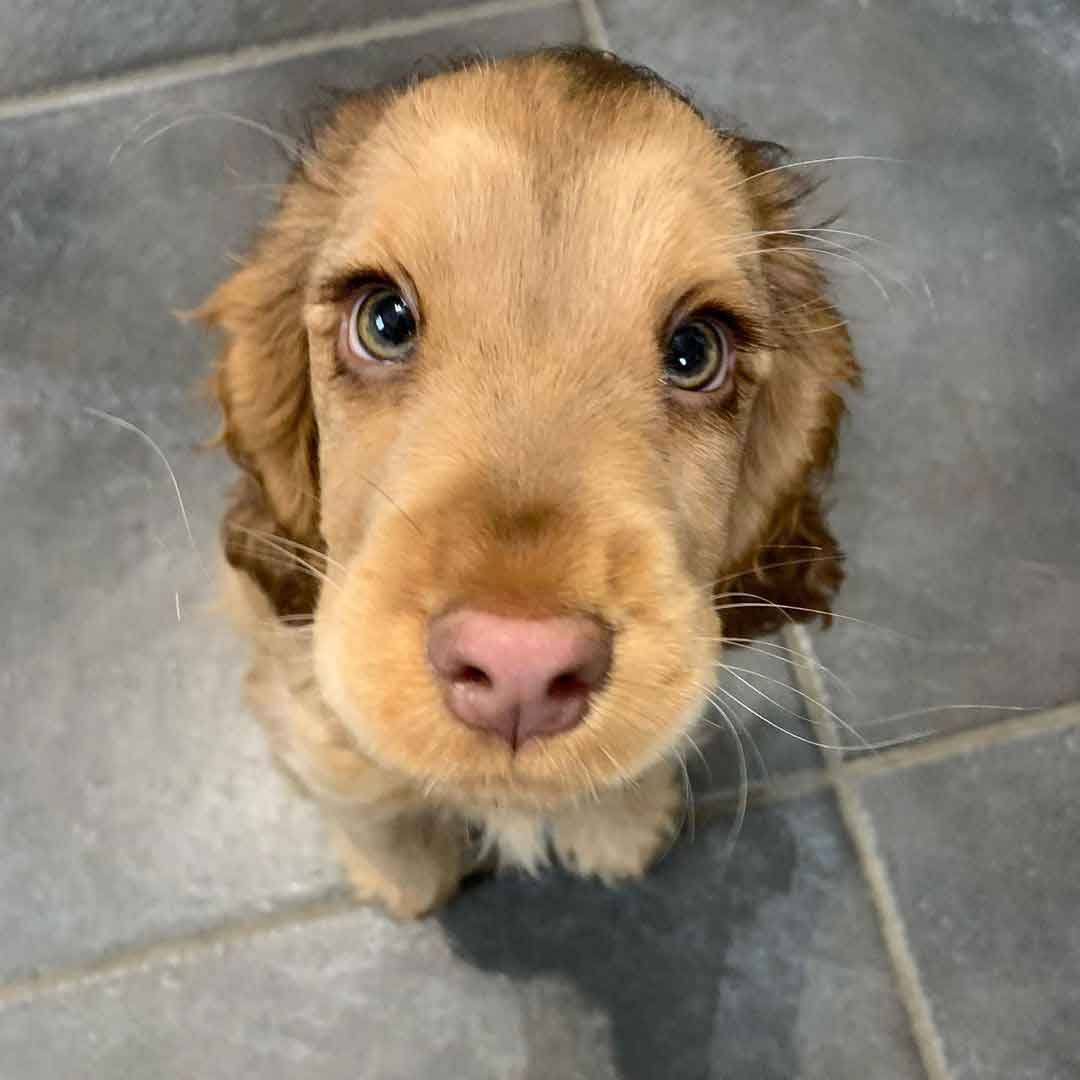 cocker spaniel puppy disney eyes winnie_thecocker 