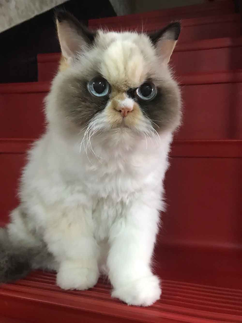 meow meow Grumpy Cat angry Clare 