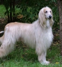 identify breed dog Long-haired or fringed Sighthounds