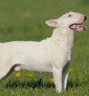 identify breed dog Bull type Terriers