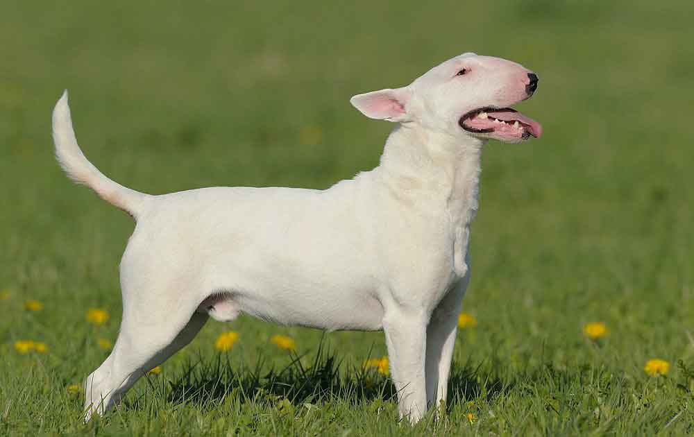 identify breed dog Bull type Terriers