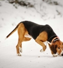 identify breed dog Scent hounds
